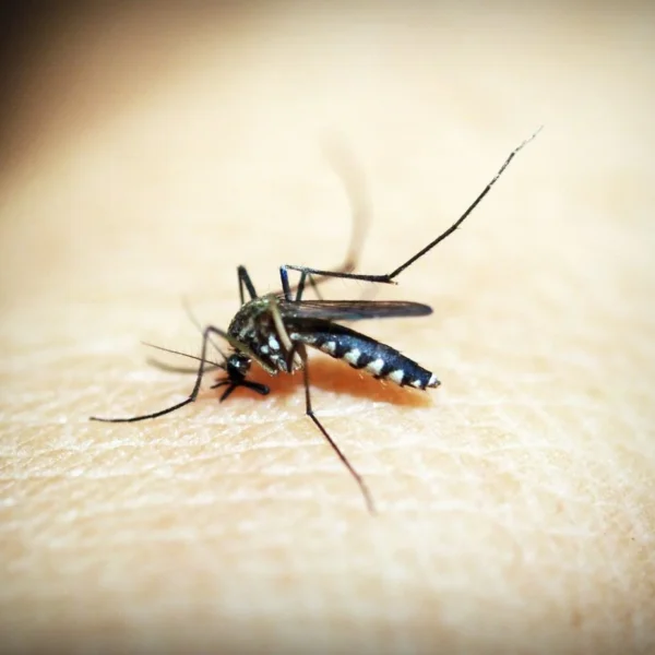 dias atestado dengue